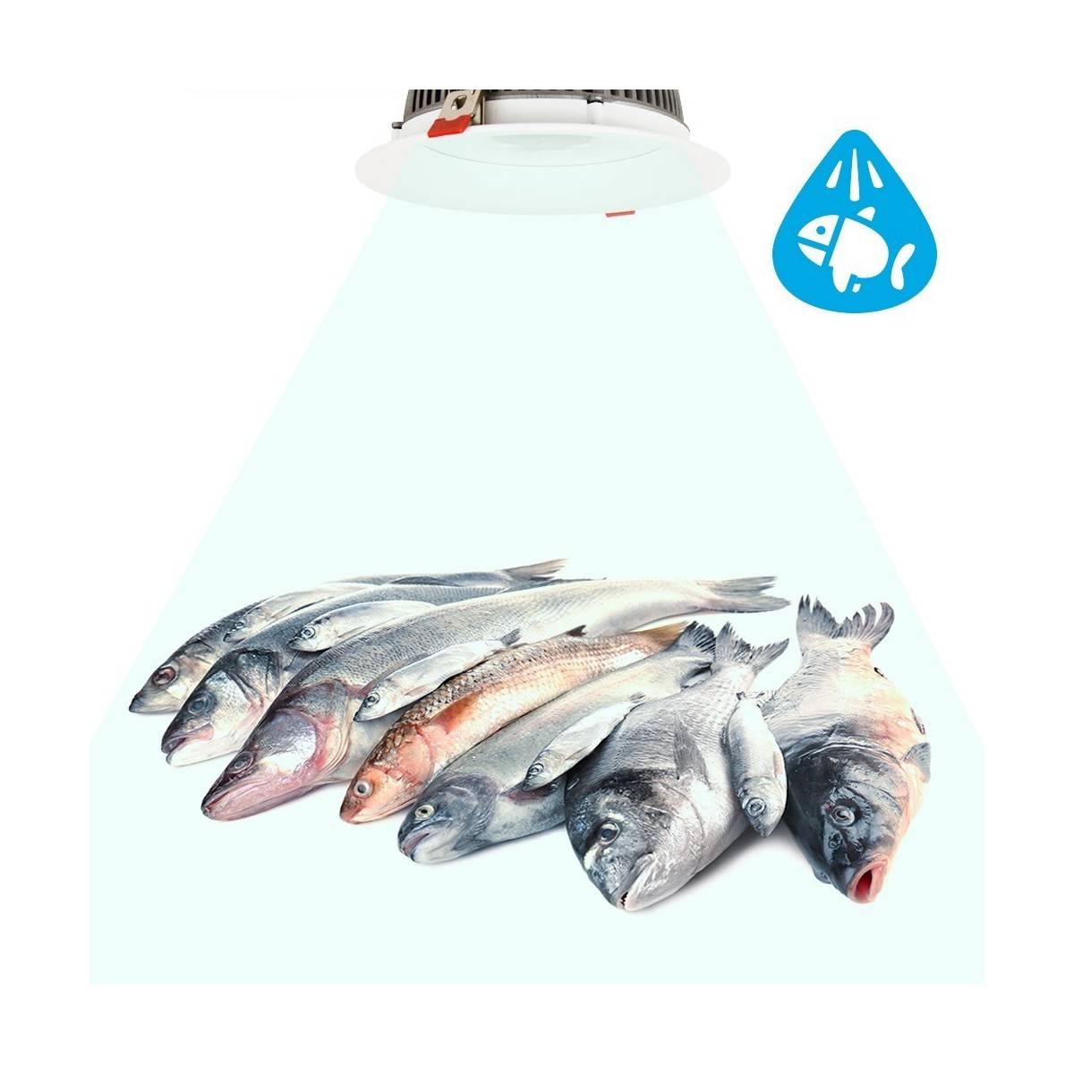 Foco LED de embutir LED 30W especiais para peixarias, corte Ø210mm